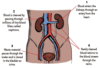 How kidneys work
